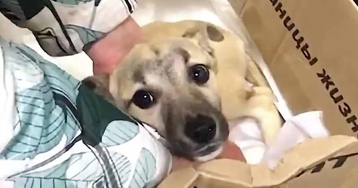 Dog Was Left In The Dump In A Box All Since She Was Hurt