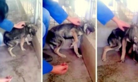 Dog Was So Abused That She Fully Shrieks In Fear When Rescuer Attempts To Touch Her