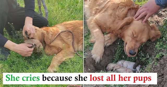 Dog collects her puppies who died in labor and refuses to let them go
