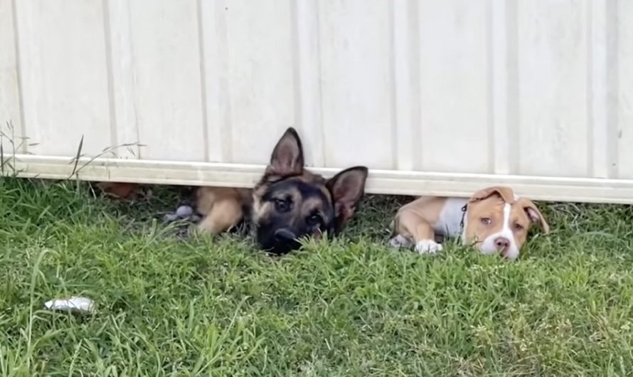 Dogs Next Door Greet The New Neighbors Prior To A 3rd Friend Pops In To Say Hi