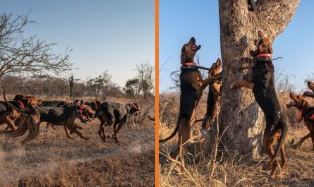 Dogs Trained To Secure Wild Animals Save Over 45 Rhinos From Poachers