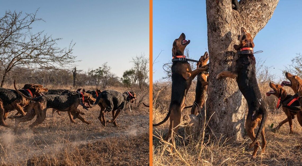 Dogs Trained To Secure Wild Animals Save Over 45 Rhinos From Poachers