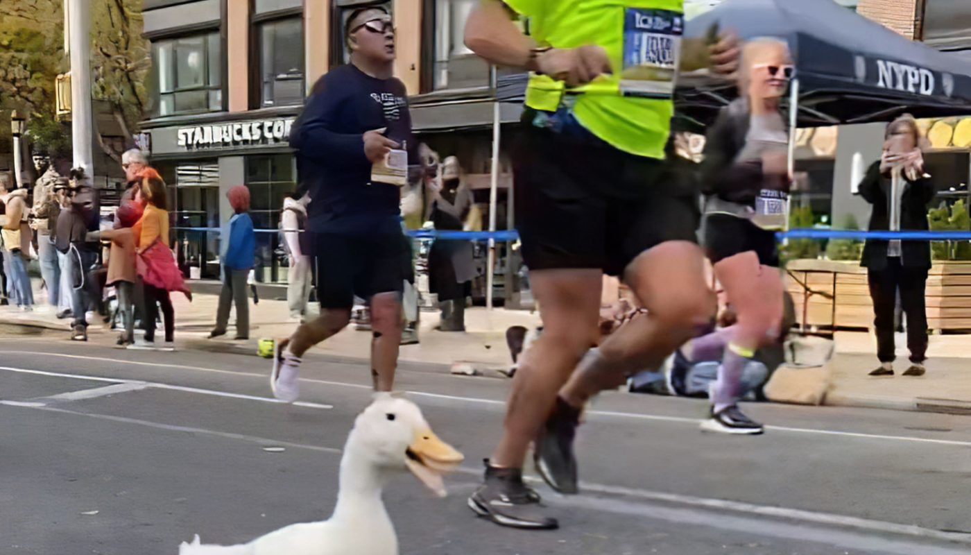 Duck Runs the New York City Marathon Wearing Webbed Running Shoes
