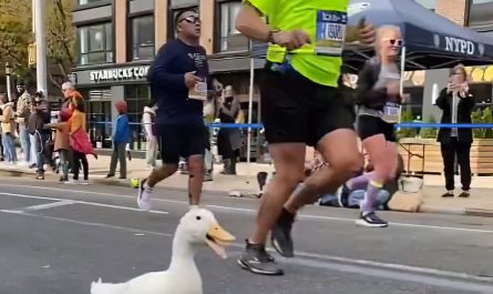 Duck Runs the New York City Marathon Wearing Webbed Running Shoes