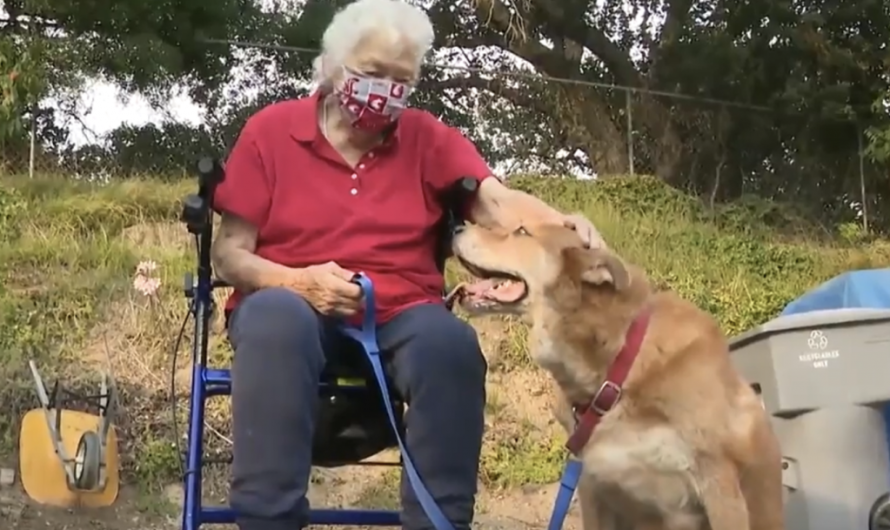 Faithful Dog Runs To Sanitation Staff Requesting For Help– It Saves Owner’s Life In The End