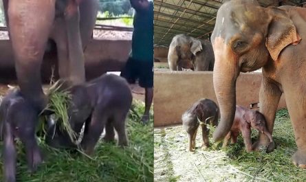 For The First Time In 80 Years Twin Rare Elephants Born In Orphanage