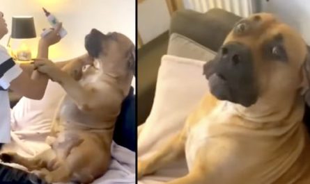 Gentle Giant Protests His Ear Cleaning Like The Friendly, Adorable Canine He Is