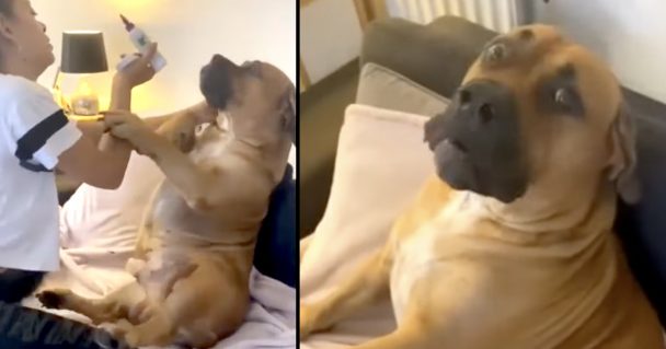 Gentle Giant Protests His Ear Cleaning Like The Friendly, Adorable Canine He Is