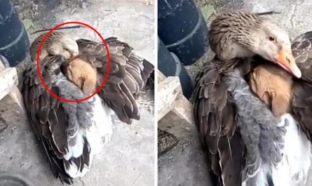 Goose Rescues Stray Young Puppy From Freezing Weather By Heating Him Under Its Wings