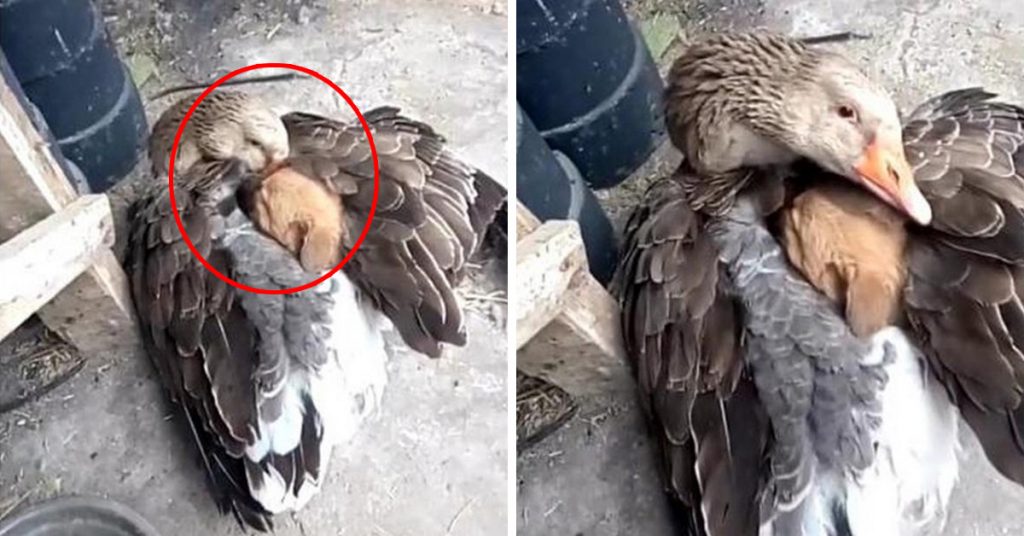 Goose Rescues Stray Young Puppy From Freezing Weather By Heating Him Under Its Wings