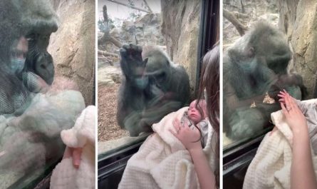 Gorilla Brings Her Child To Meet Mommy And Newborn Baby