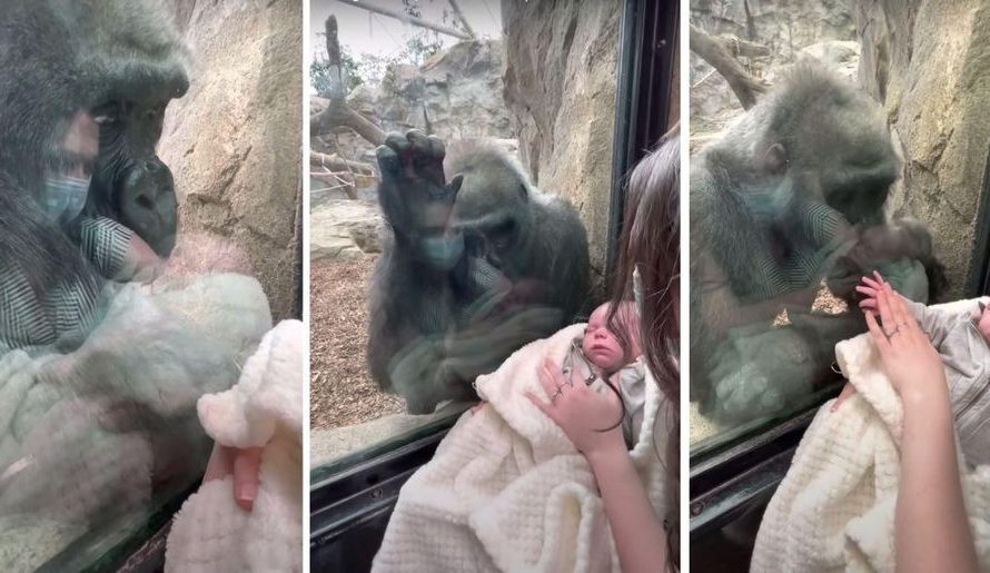 Gorilla Brings Her Child To Meet Mommy And Newborn Baby