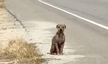 He Sat By The Roadway Missing His Once-Shiny Coat And Needing Love