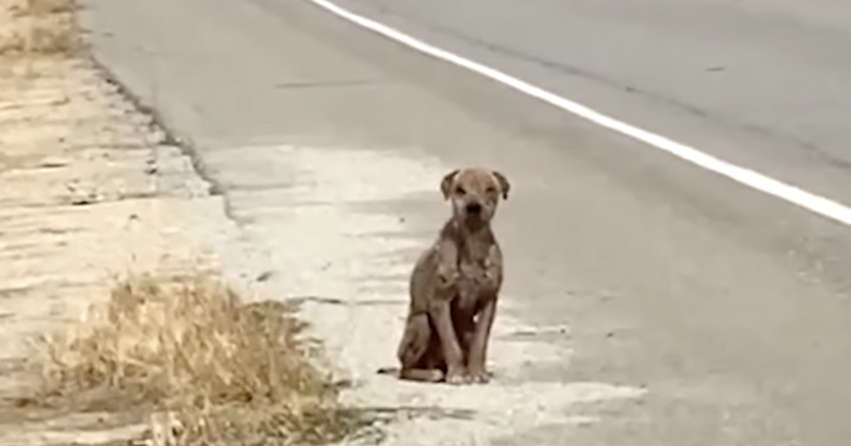 He Sat By The Roadway Missing His Once-Shiny Coat And Needing Love