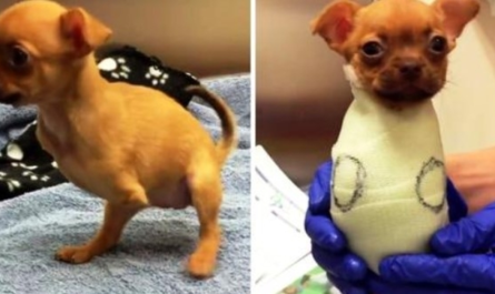 Her Owner Threw Her Out On The Streets Because She Was Born Without Front Legs