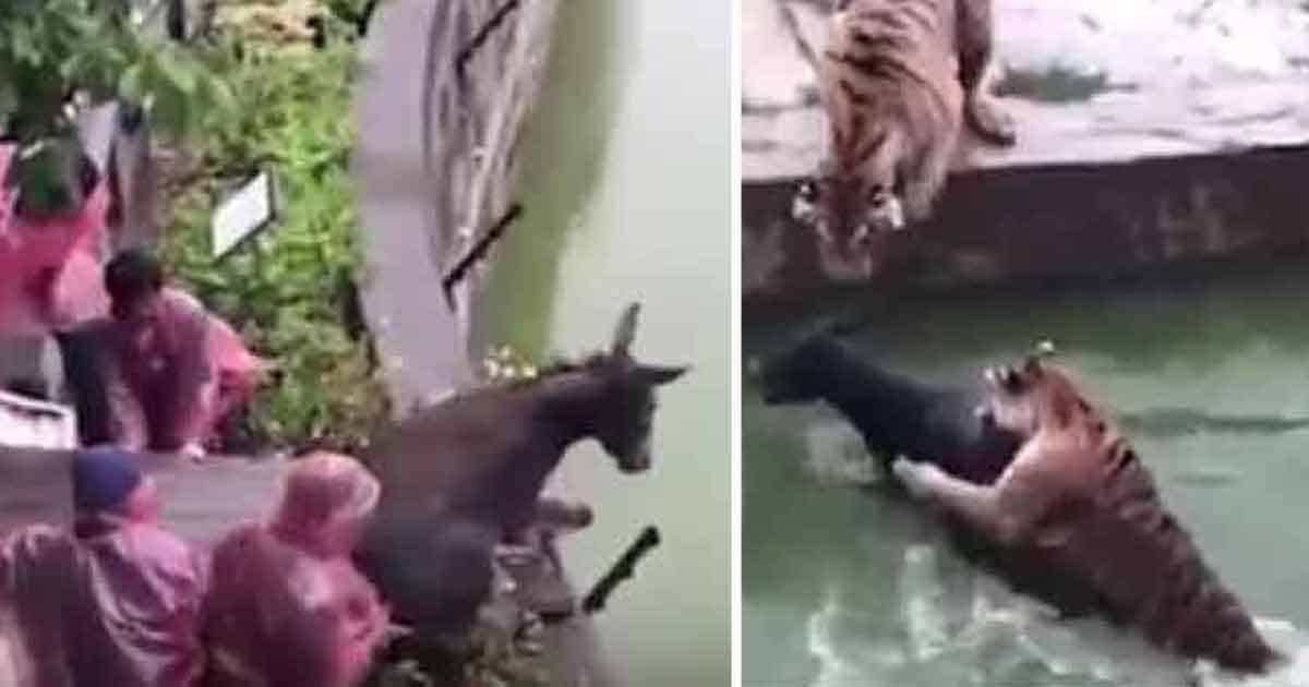 Horrible Zookeepers Pushed Terrified Donkey Into Moat Filled With Hungry Tigers