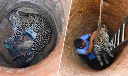 In Guwahati Veterinarian Climbed Down 30-Foot Dry Well To Save Trapped Leopard