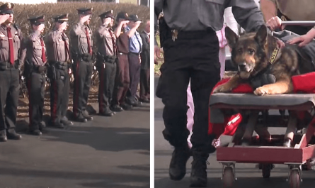 K9 Is Honored With 1 Last Tour In Police Vehicle Before Being Put To Sleep