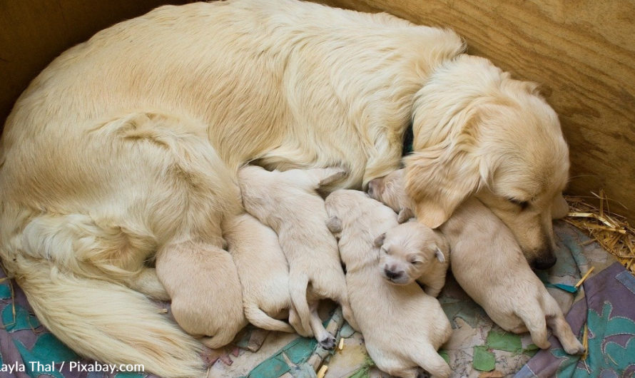 Kid Sneaks Into Room To Give Dog Nursing Her New Puppies Some Kisses Before Bed