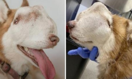 Lady Adopts "Unwanted" Husky With Tumor Attacking Entire Nasal Cavity Face