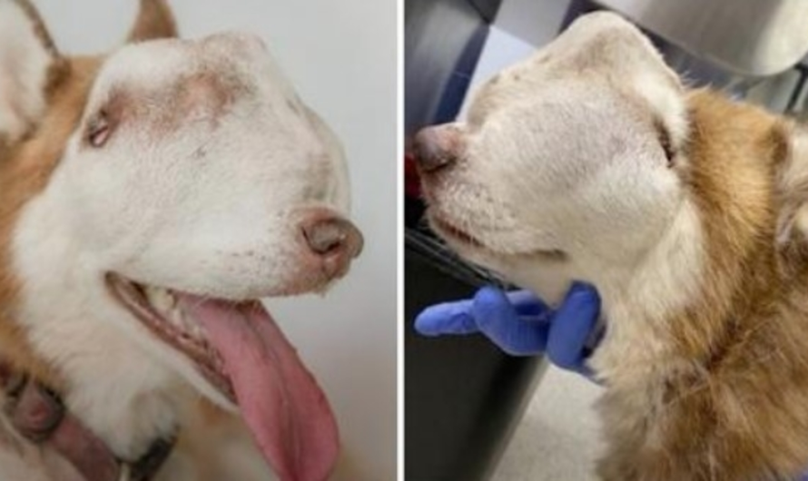 Lady Adopts Unwanted Husky With Tumor Attacking Entire Nasal Cavity Face