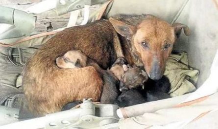 Lady Heard Crying And Found Newborn Human Baby Tucked In Between Litter Of Stray's Pups