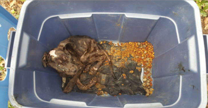 Lady Rescues 10 Week Old Puppy 'Left For Dead' In Plastic Storage Container