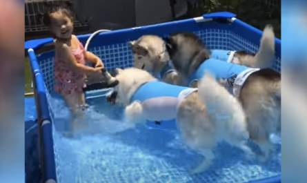 Little Girl Playing In The Water With 3 Siberian Huskies