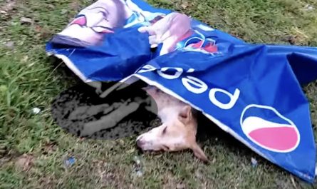 Local Dog Found Covered With A Poster And Not Able To Move
