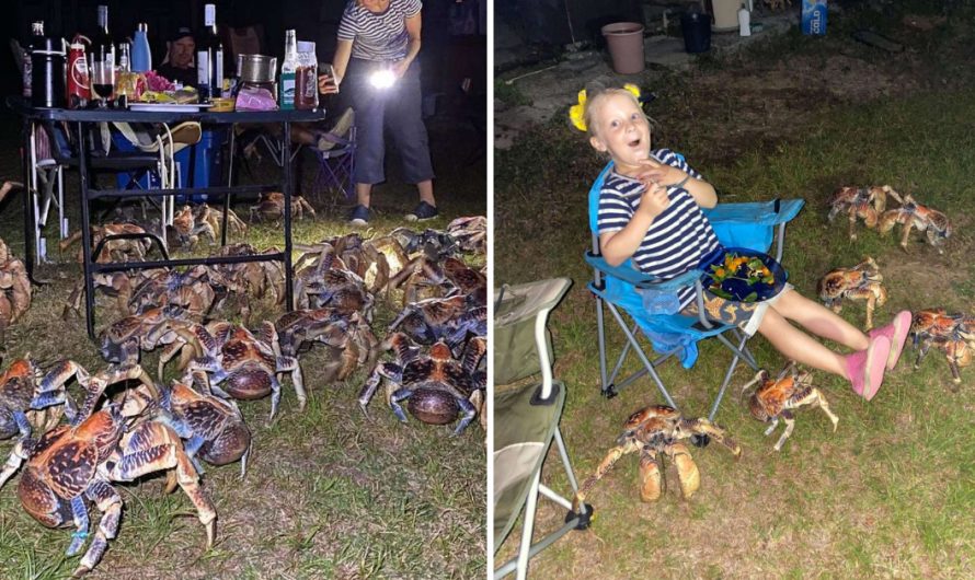 Lots of huge coconut crabs crash family’s quite picnic to steal their food