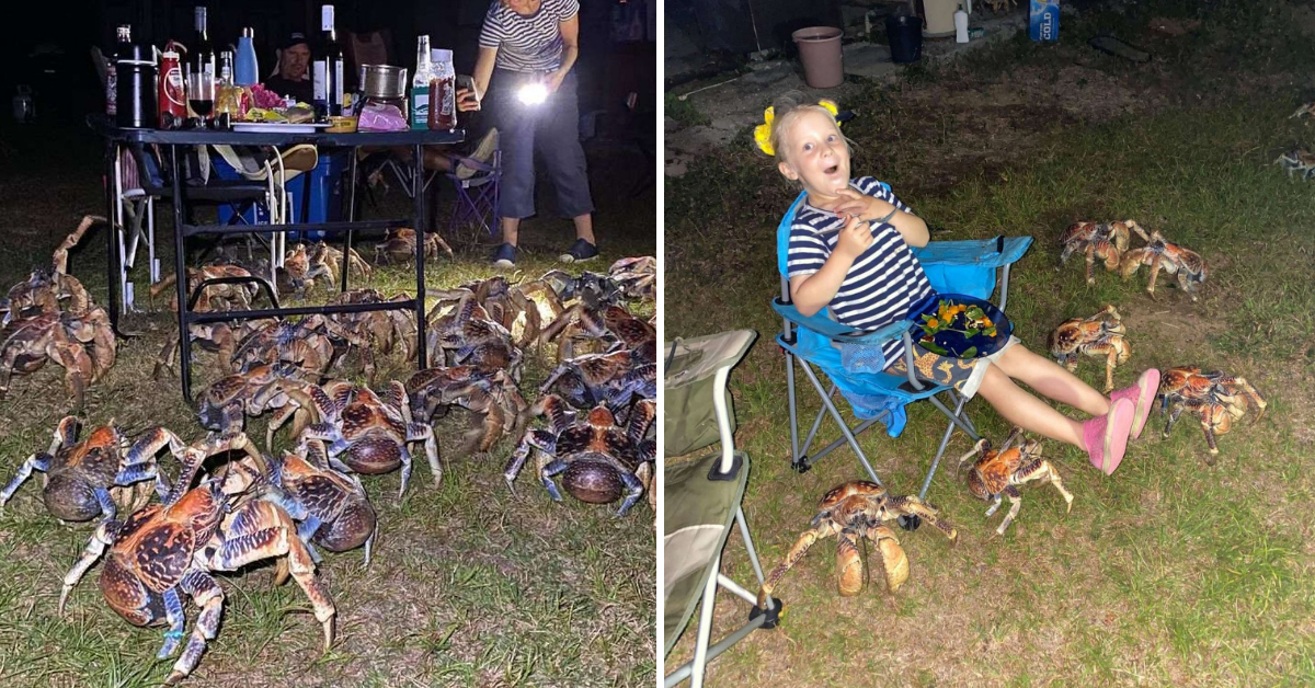 Lots of huge coconut crabs crash family's quite picnic to steal their food