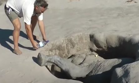 Man Finds Elephant Calf Stuck In A Hole And Begins Pouring Water