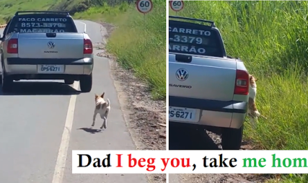 Man Is So Moved By Viral Video Clip Of Dog Being Dumped That He Goes Looking And Saves Him