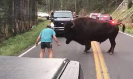 Man Quickly Regrets Provoking Bison At Yellowstone National Park