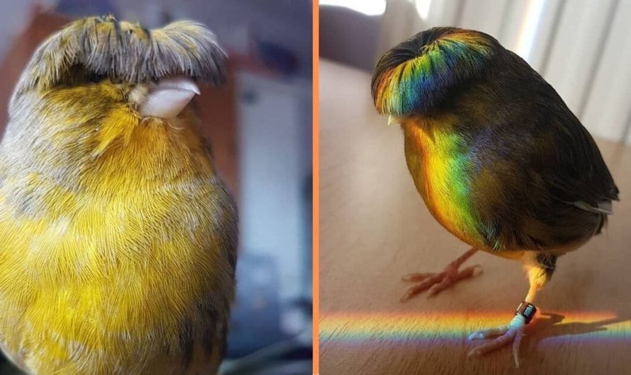 Meet Barry The Canary, The Bird With A Bowl Feather Cut