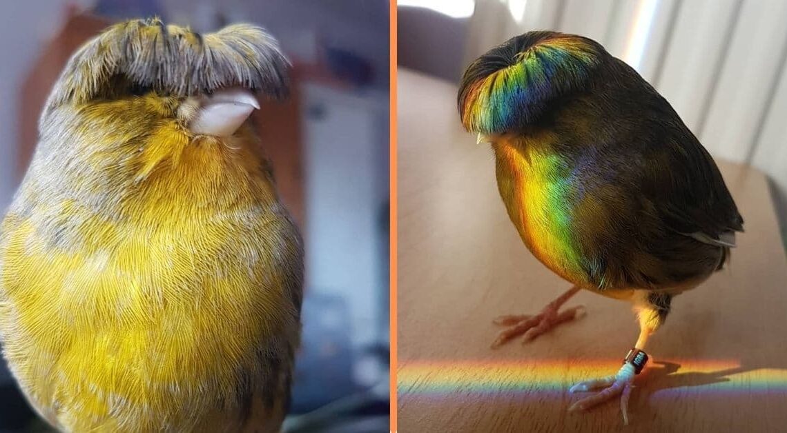 Meet Barry The Canary, The Bird With A Bowl Feather Cut