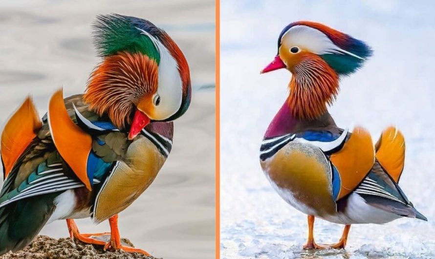 Meet The Mandarin Duck – The Worlds Most Beautiful Bird