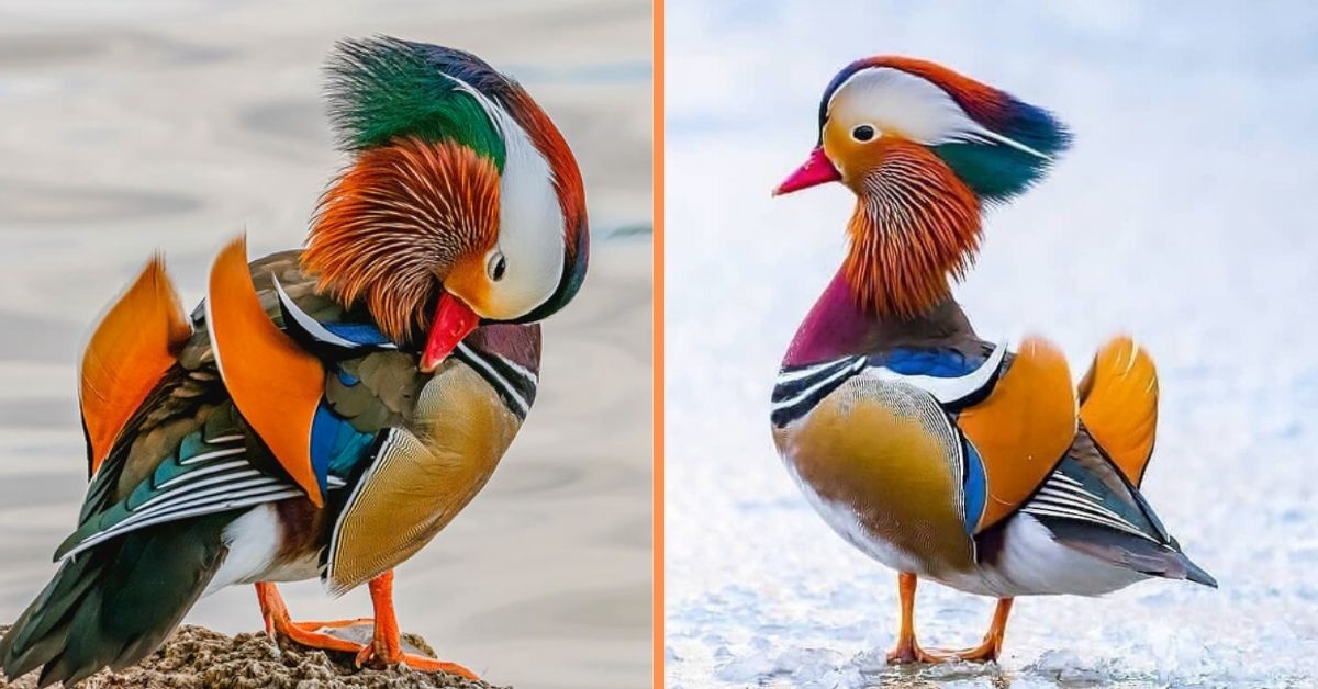 Meet The Mandarin Duck - The Worlds Most Beautiful Bird