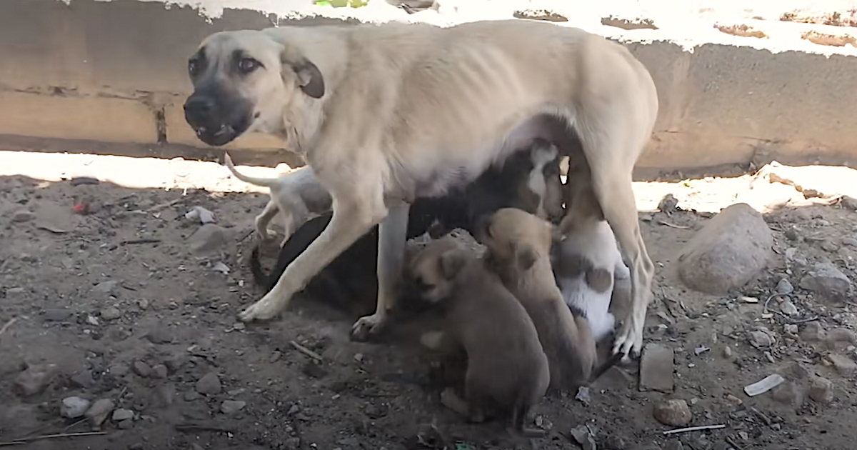Mother Dog Will Not Rest Until She Knows Her Puppies Are Safe
