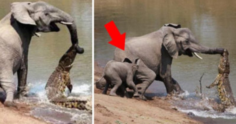Mother Elephant Takes Revenge After Crocodile Attacks Her Baby