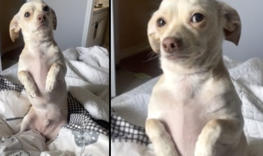 Mother Tells Her Dog She Needs To Go To Work, And He Gets Out The ‘Puppy Eyes’