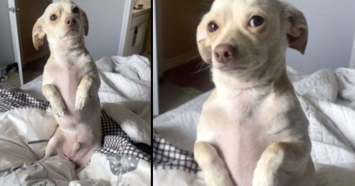 Mother Tells Her Dog She Needs To Go To Work, And He Gets Out The 'Puppy Eyes'