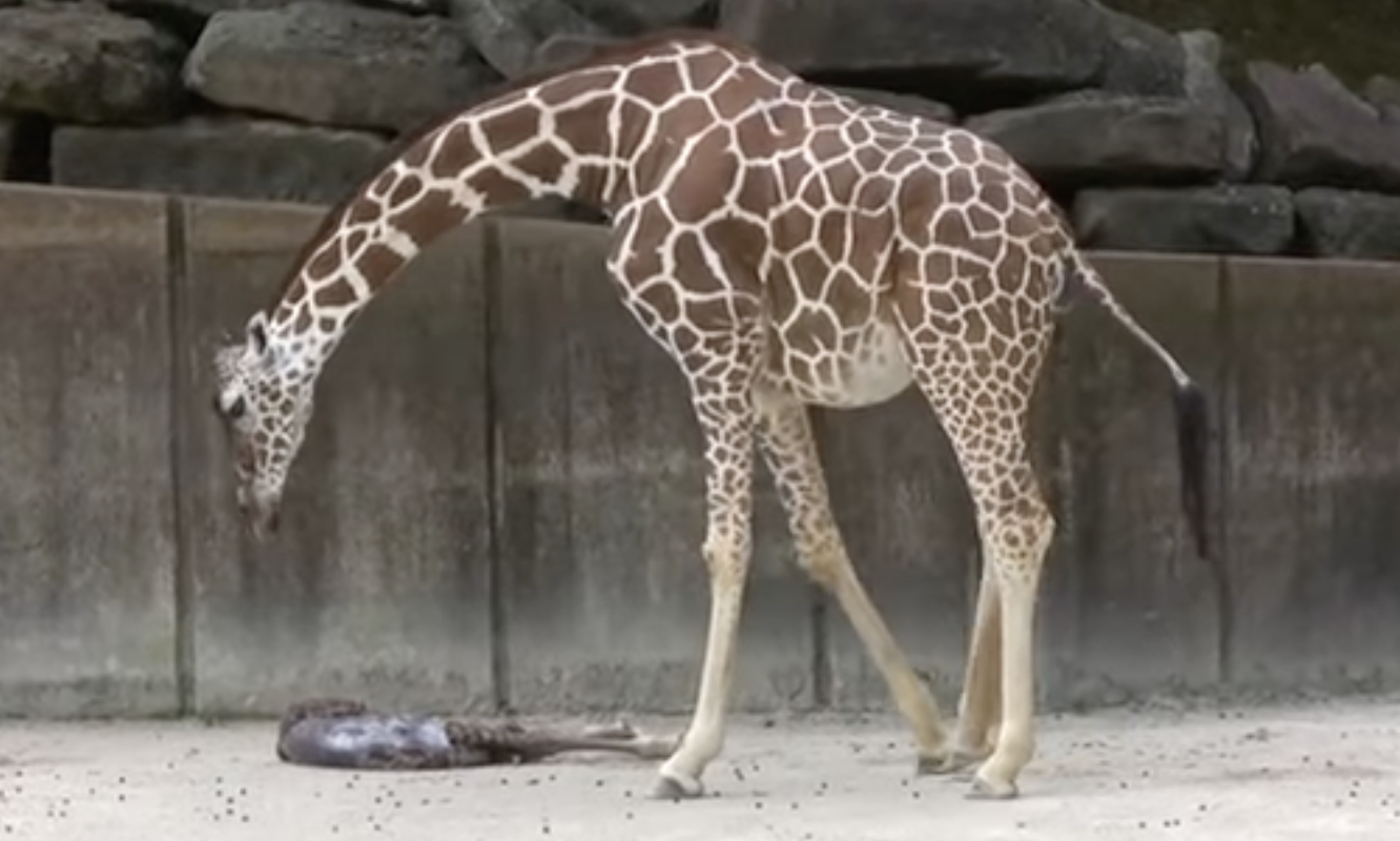 Mother giraffe waits for tired newborn baby to show signs of life