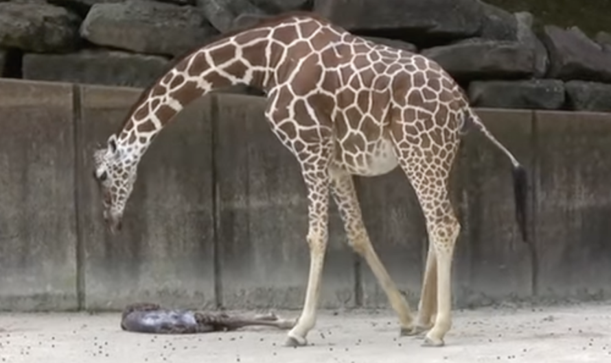 Mother giraffe waits for tired newborn baby to show signs of life