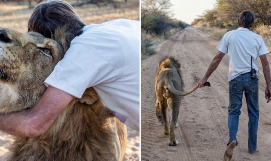 Over ten years Of Love And Friendship Between Leo And The Man Who Saved Him