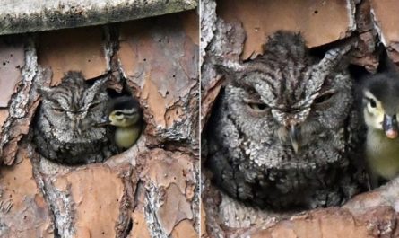 Owl Finish Up Raising Duckling After Mistaking Duck's Egg For Among Her Own