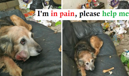 Owner banished from keeping pets after collie with tumor found left in filthy house