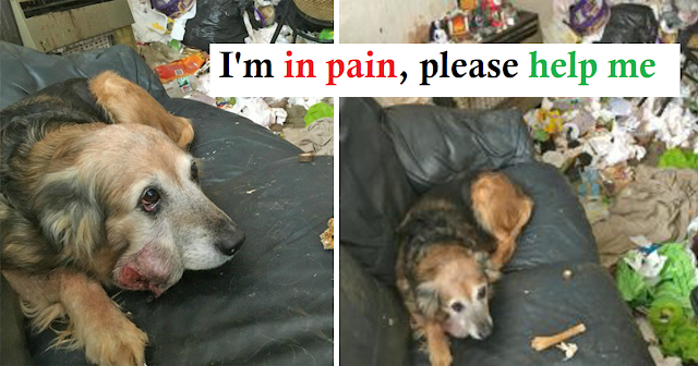 Owner banished from keeping pets after collie with tumor found left in filthy house