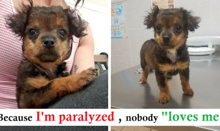 Owners Abandoned Young Puppy At Vet Clinic Because She Was 'Paralyzed'.
