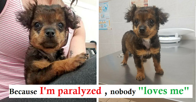 Owners Abandoned Young Puppy At Vet Clinic Because She Was 'Paralyzed'.